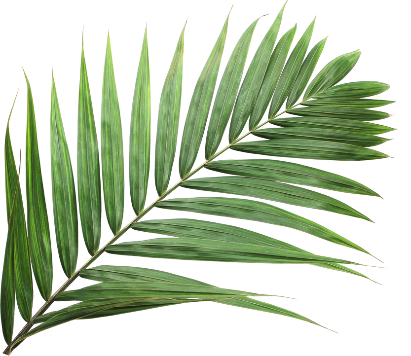 Tropical Nature Green Palm Leaf