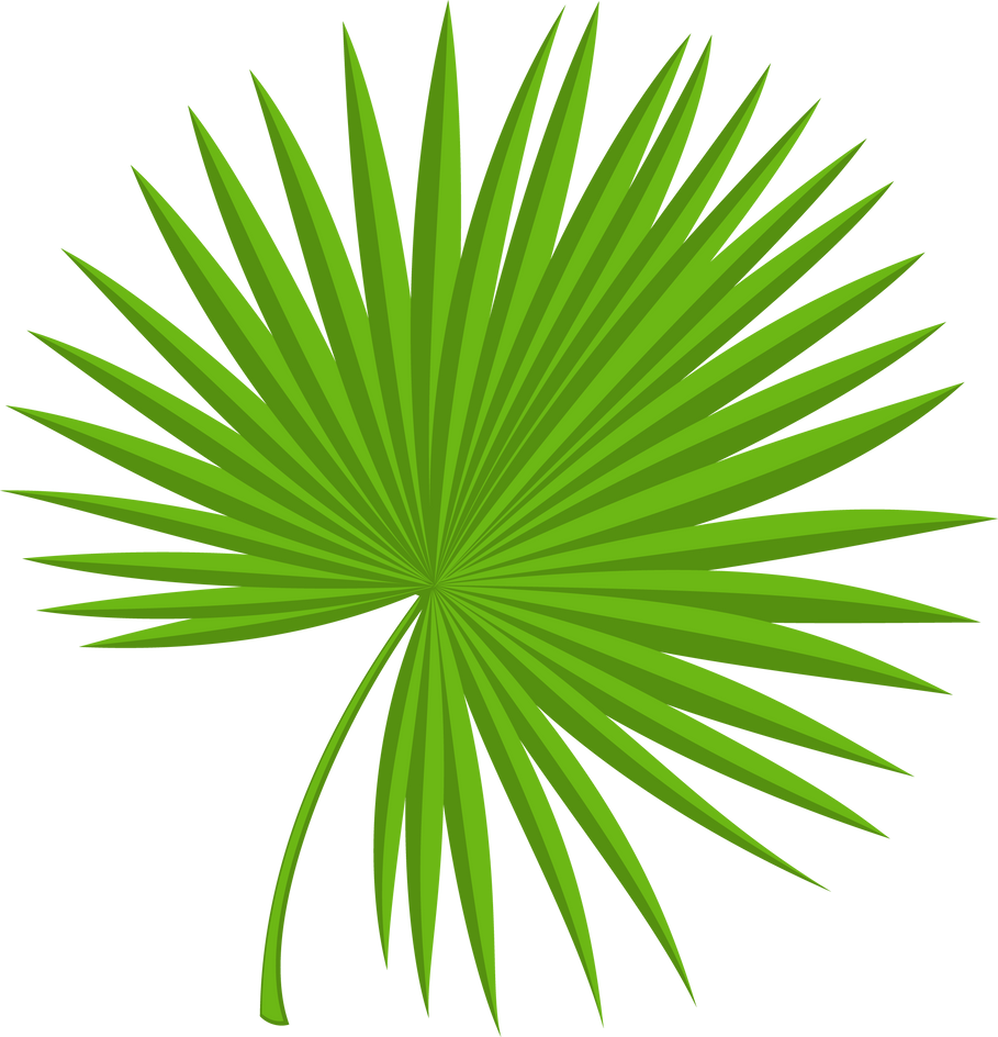 Palm leaves. Fan frond. Tropical tree foliage